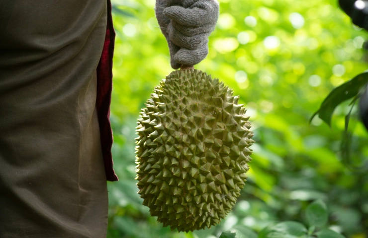 gai sầu riêng